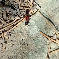 Bicolored Carpenter Ant thumbnail 4