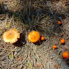 Larch Waxy Cap thumbnail 4