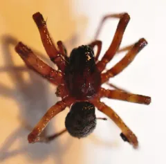 Night-hunting Woodland Spider thumbnail 4