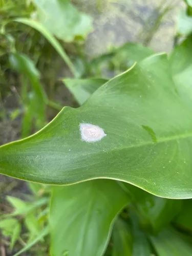 Giant Whitefly