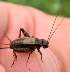 Striped Ground Cricket thumbnail 2