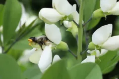 Megachile mucida thumbnail 2