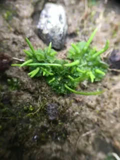 Field Hornwort thumbnail 4