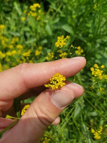 austrian field-cress