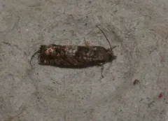 Birch Shootworm Moth thumbnail 4