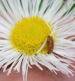 Raspberry Fruitworm Beetle thumbnail 3