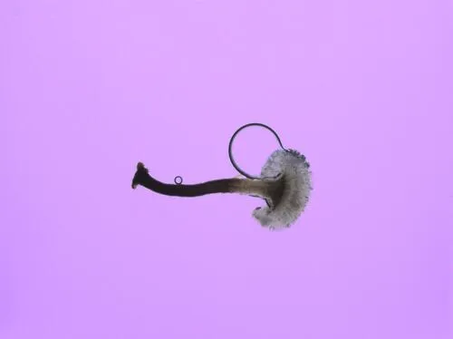 Psilachnum cassandrae