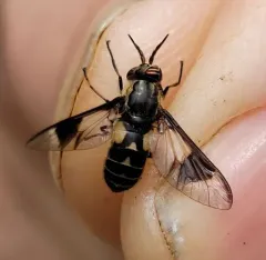 Beautiful Deer Fly thumbnail 3