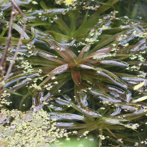 Water-soldier