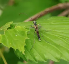 Strangalia acuminata thumbnail 3