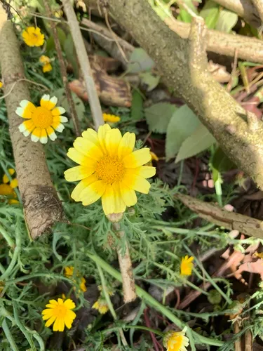 Garland Daisy