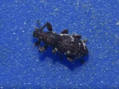 Lily of the valley weevil thumbnail 4