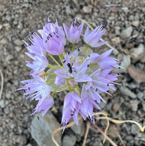 Nevius' garlic