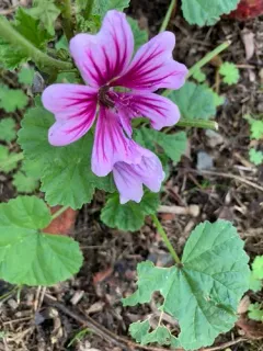 Tree Mallow thumbnail 4