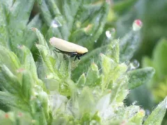 Diplocolenus abdominalis thumbnail 3