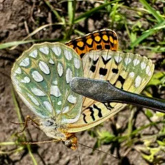Callippe Fritillary thumbnail 4