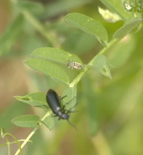 Alfalfa Curculio