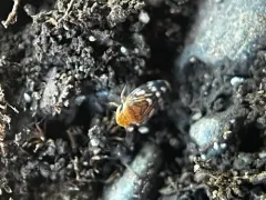 white-banded leafhopper thumbnail 2