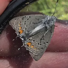 California Hairstreak thumbnail 4