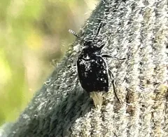 Vetch Bruchid thumbnail 4