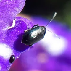 Phyllotreta cruciferae thumbnail 3
