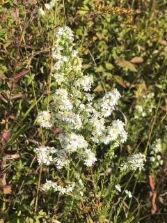 white heath aster thumbnail 4