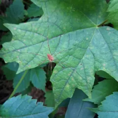 Leiobunum ventricosum thumbnail 1