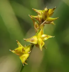 dioecious sedge thumbnail 2