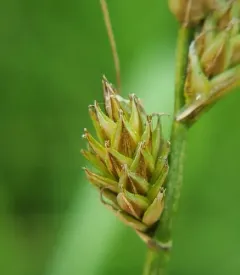 Sartwell's sedge thumbnail 3