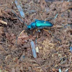 Red-footed Longhorn Beetle thumbnail 4