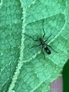Chasmatonotus atripes thumbnail 1