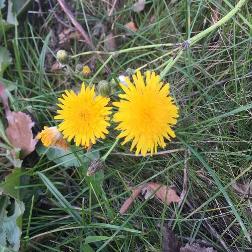 Perennial Sow Thistle
