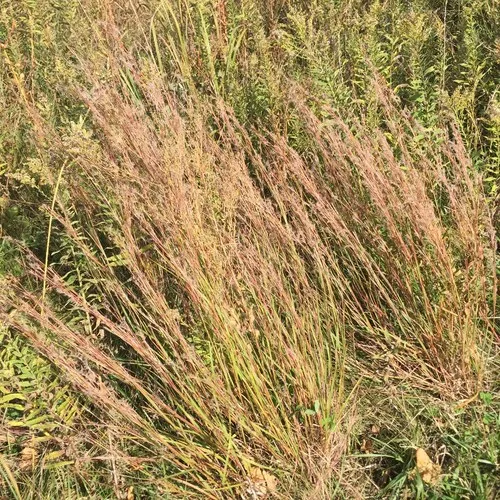 little bluestem