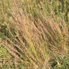 little bluestem thumbnail 1