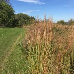 big bluestem thumbnail 3