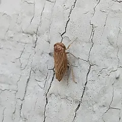 Four-spotted Clover Leafhopper thumbnail 4