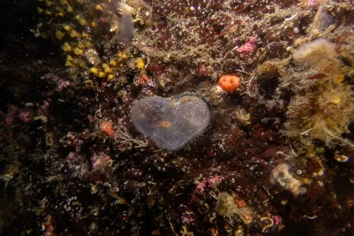 Pinnotheres taylori