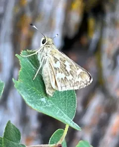 Lindsey's Skipper thumbnail 3