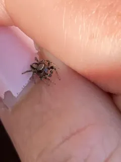 Habronattus altanus thumbnail 4