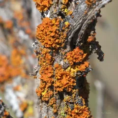 Xanthomendoza galericulata thumbnail 3