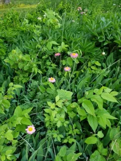 Pyrethrum thumbnail 2