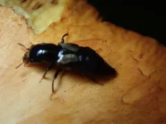 Oxyporus kiteleyi thumbnail 1