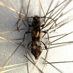 Bimaculate Longhorn Beetle thumbnail 4