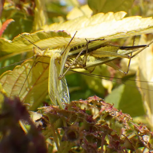 Black-horned Tree Cricket