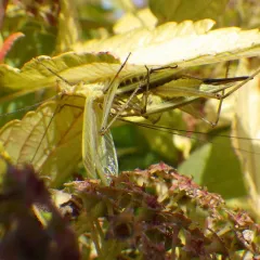 Black-horned Tree Cricket thumbnail 1