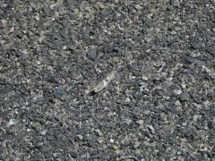 Geyser Grasshopper thumbnail 2