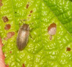 Raspberry Fruitworm Beetle thumbnail 4