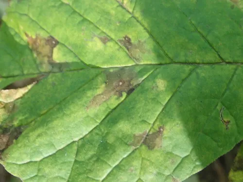 Ash Anthracnose