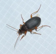 Tricolored Harp Ground Beetle thumbnail 4