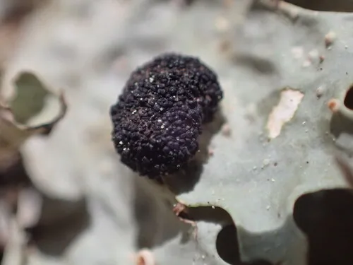 Verrucoccum spribillei